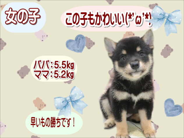 大阪府の豆柴 (アミーゴ鳳店/2026年4月27日生まれ/女の子/黒)の子犬の1枚目の画像