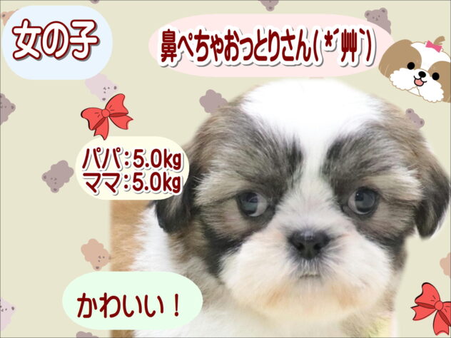 大阪府のシーズー (アミーゴ鳳店/2026年4月15日生まれ/女の子/ゴールドホワイト)の子犬の1枚目の画像