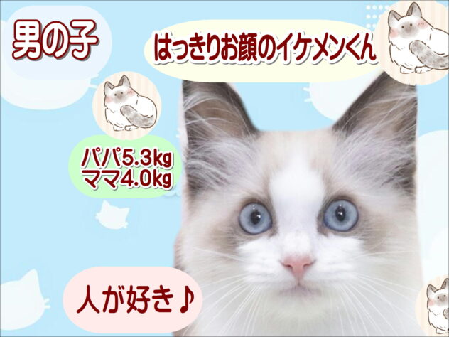 大阪府のラグドール (アミーゴ鳳店/2026年4月19日生まれ/男の子/シールポイントバイカラー)の子猫の1枚目の画像