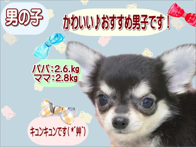 大阪府のチワワ(ロング) (アミーゴ鳳店/2026年4月4日生まれ/男の子/ブラッククリーム)の子犬の1枚目の画像