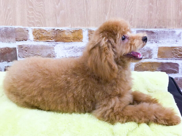 愛知県のトイプードル(トイ) (アミーゴ知立店/2026年1月7日生まれ/男の子/オレンジフォーン)の子犬の3枚目の画像