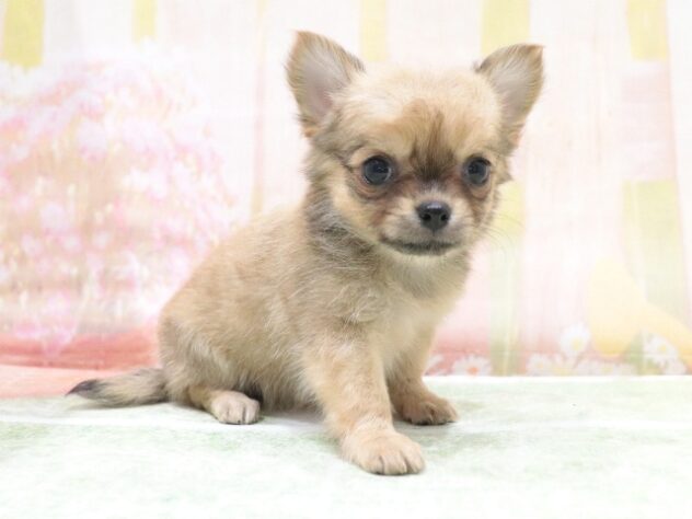 大阪府のチワワ(ロング) (アミーゴ鳳店/2026年4月15日生まれ/女の子/パーティーカラー)の子犬の2枚目の画像