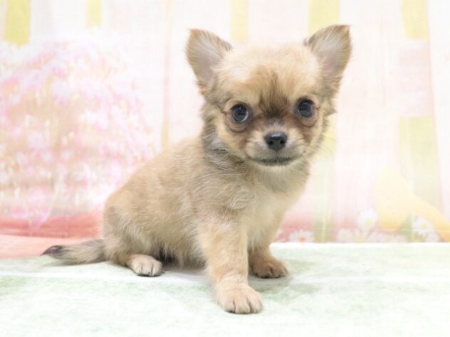 大阪府のチワワ(ロング) (アミーゴ鳳店/2026年4月15日生まれ/女の子/パーティーカラー)の子犬の3枚目の画像