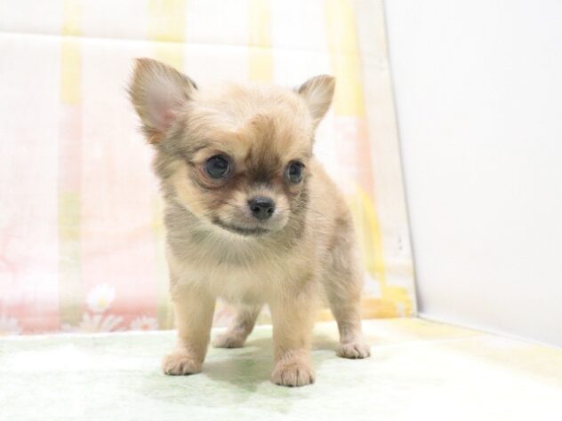 大阪府のチワワ(ロング) (アミーゴ鳳店/2026年4月15日生まれ/女の子/パーティーカラー)の子犬の4枚目の画像