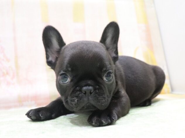 大阪府のフレンチブルドッグ (アミーゴ鳳店/2026年4月12日生まれ/男の子/ブリンドル)の子犬の2枚目の画像