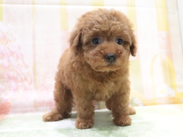 大阪府のトイプードル(トイ) (アミーゴ鳳店/2026年4月14日生まれ/女の子/レッドフォーン)の子犬の2枚目の画像