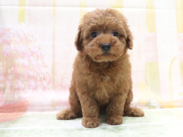 大阪府のトイプードル(トイ) (アミーゴ鳳店/2026年4月14日生まれ/女の子/レッドフォーン)の子犬の3枚目の画像