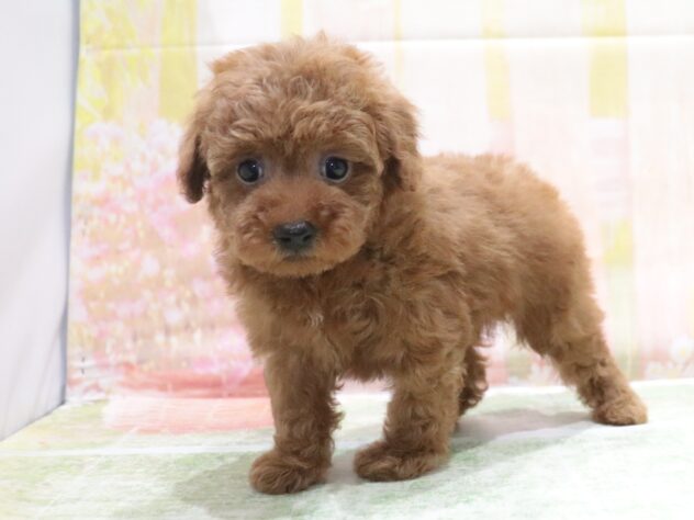 大阪府のトイプードル(トイ) (アミーゴ鳳店/2026年4月14日生まれ/女の子/レッドフォーン)の子犬の4枚目の画像