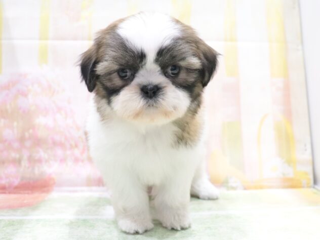 大阪府のシーズー (アミーゴ鳳店/2026年4月15日生まれ/女の子/ゴールドホワイト)の子犬の2枚目の画像