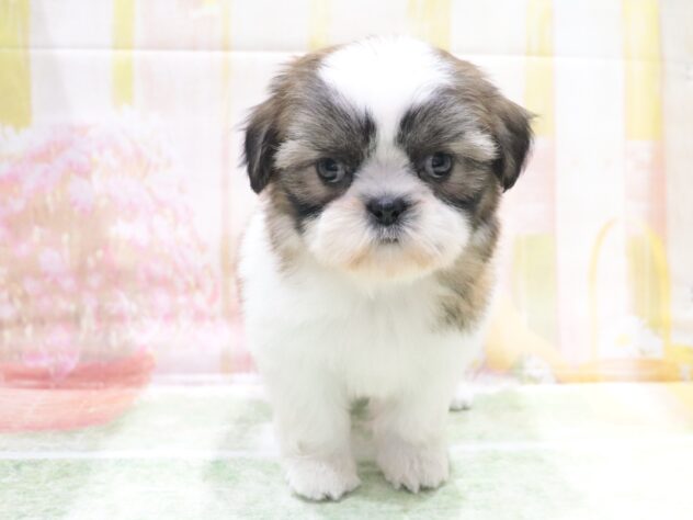大阪府のシーズー (アミーゴ鳳店/2026年4月15日生まれ/女の子/ゴールドホワイト)の子犬の3枚目の画像