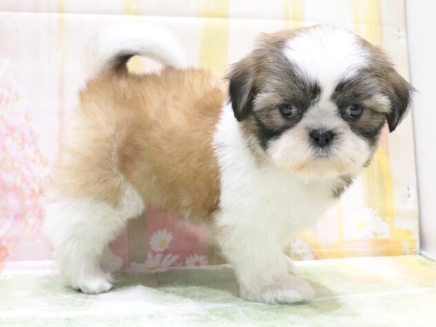 大阪府のシーズー (アミーゴ鳳店/2026年4月15日生まれ/女の子/ゴールドホワイト)の子犬の4枚目の画像