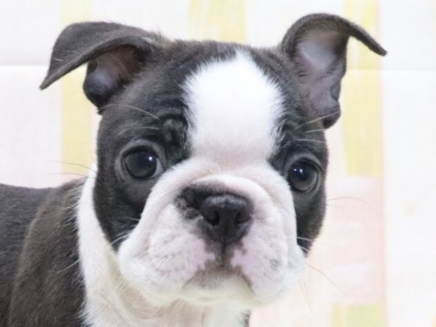 大阪府のボストンテリア (アミーゴ鳳店/2026年4月19日生まれ/女の子/ボストンカラー)の子犬の3枚目の画像