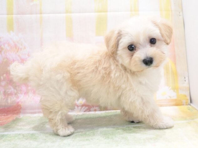 大阪府のハーフ犬・ミックス犬 (アミーゴ鳳店/2026年4月19日生まれ/男の子/クリーム)の子犬の2枚目の画像