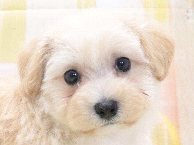 大阪府のハーフ犬・ミックス犬 (アミーゴ鳳店/2026年4月19日生まれ/男の子/クリーム)の子犬の3枚目の画像