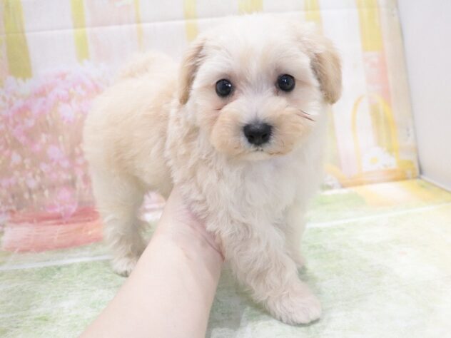 大阪府のハーフ犬・ミックス犬 (アミーゴ鳳店/2026年4月19日生まれ/男の子/クリーム)の子犬の4枚目の画像