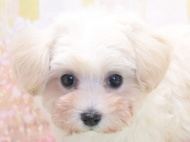 大阪府のハーフ犬・ミックス犬 (アミーゴ鳳店/2026年4月15日生まれ/女の子/クリーム)の子犬の2枚目の画像