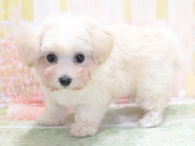 大阪府のハーフ犬・ミックス犬 (アミーゴ鳳店/2026年4月15日生まれ/女の子/クリーム)の子犬の3枚目の画像