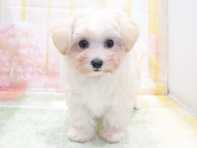大阪府のハーフ犬・ミックス犬 (アミーゴ鳳店/2026年4月15日生まれ/女の子/クリーム)の子犬の4枚目の画像