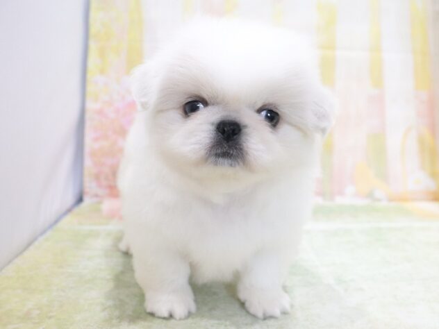 大阪府のペキニーズ (アミーゴ鳳店/2026年4月21日生まれ/男の子/ホワイトクリーム)の子犬の2枚目の画像
