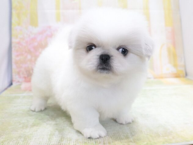 大阪府のペキニーズ (アミーゴ鳳店/2026年4月21日生まれ/男の子/ホワイトクリーム)の子犬の3枚目の画像