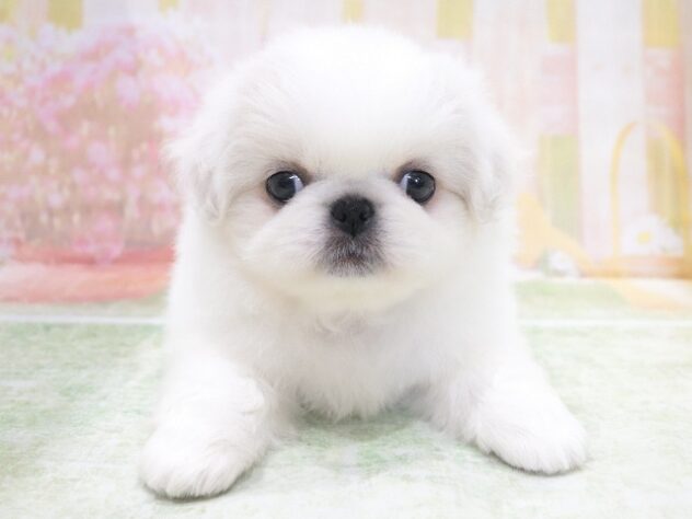 大阪府のペキニーズ (アミーゴ鳳店/2026年4月21日生まれ/女の子/ホワイトクリーム)の子犬の3枚目の画像
