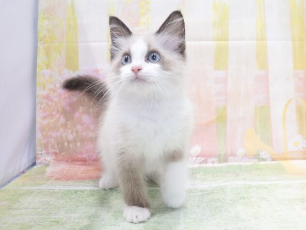 大阪府のラグドール (アミーゴ鳳店/2026年4月19日生まれ/男の子/シールポイントバイカラー)の子猫の2枚目の画像