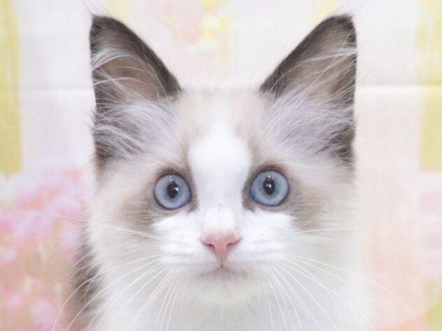 大阪府のラグドール (アミーゴ鳳店/2026年4月19日生まれ/男の子/シールポイントバイカラー)の子猫の3枚目の画像