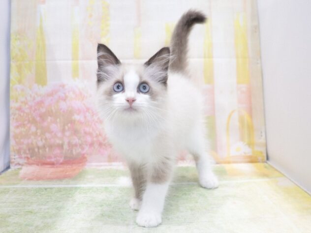 大阪府のラグドール (アミーゴ鳳店/2026年4月19日生まれ/男の子/シールポイントバイカラー)の子猫の4枚目の画像