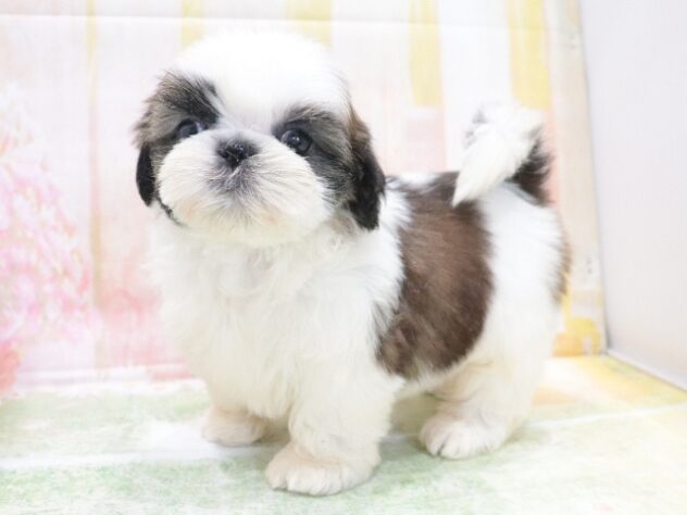 大阪府のシーズー (アミーゴ鳳店/2026年4月21日生まれ/女の子/ホワイトゴールド)の子犬の3枚目の画像