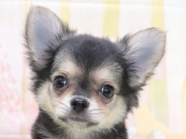 大阪府のチワワ(ロング) (アミーゴ鳳店/2026年4月20日生まれ/男の子/ブラッククリーム)の子犬の2枚目の画像