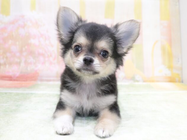 大阪府のチワワ(ロング) (アミーゴ鳳店/2026年4月20日生まれ/男の子/ブラッククリーム)の子犬の3枚目の画像