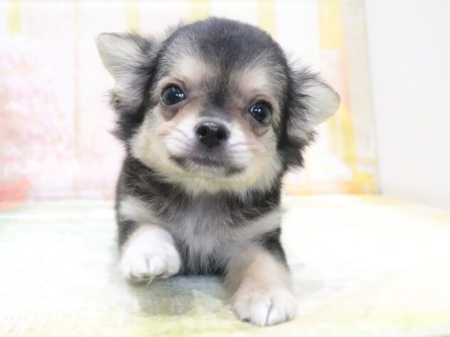 大阪府のチワワ(ロング) (アミーゴ鳳店/2026年4月20日生まれ/男の子/ブラッククリーム)の子犬の4枚目の画像