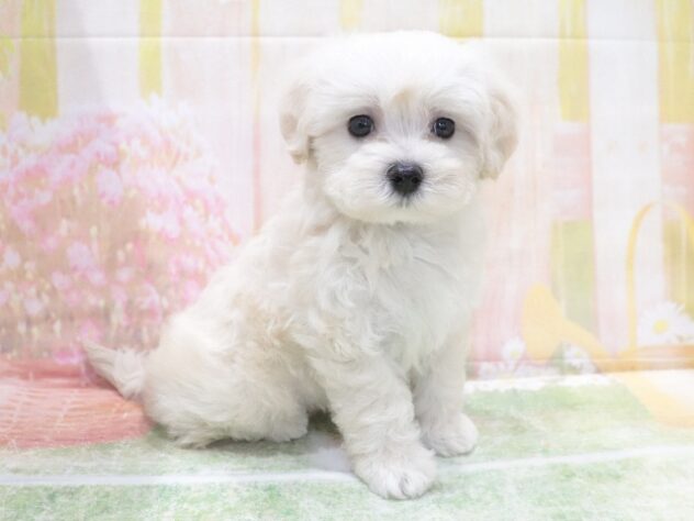 大阪府のハーフ犬・ミックス犬 (アミーゴ鳳店/2026年4月23日生まれ/男の子/クリーム)の子犬の2枚目の画像