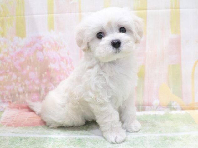 大阪府のハーフ犬・ミックス犬 (アミーゴ鳳店/2026年4月23日生まれ/男の子/クリーム)の子犬の3枚目の画像
