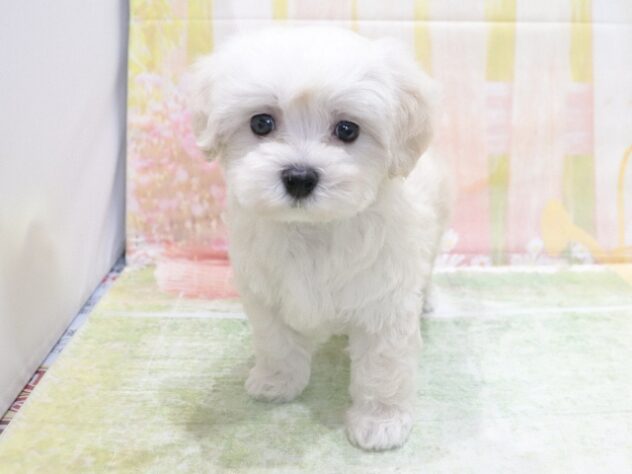 大阪府のハーフ犬・ミックス犬 (アミーゴ鳳店/2026年4月23日生まれ/男の子/クリーム)の子犬の4枚目の画像