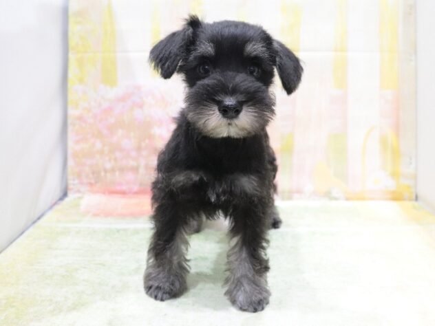 ミニチュアシュナウザー(グレー(灰)系)の子犬を価格や特徴で探す