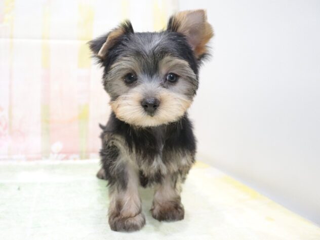 大阪府のヨークシャーテリア (アミーゴ鳳店/2026年4月18日生まれ/男の子/スチールブルータン)の子犬の2枚目の画像