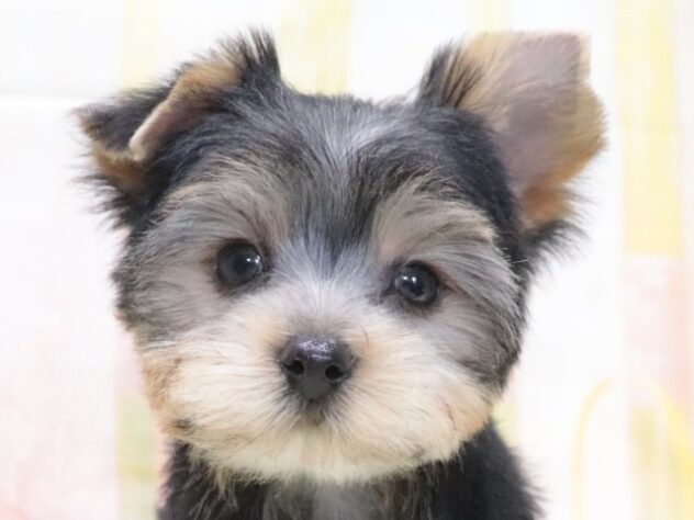 大阪府のヨークシャーテリア (アミーゴ鳳店/2026年4月18日生まれ/男の子/スチールブルータン)の子犬の3枚目の画像