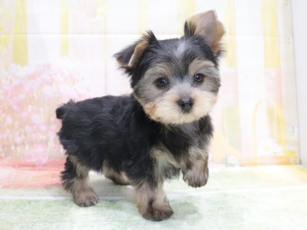 大阪府のヨークシャーテリア (アミーゴ鳳店/2026年4月18日生まれ/男の子/スチールブルータン)の子犬の4枚目の画像