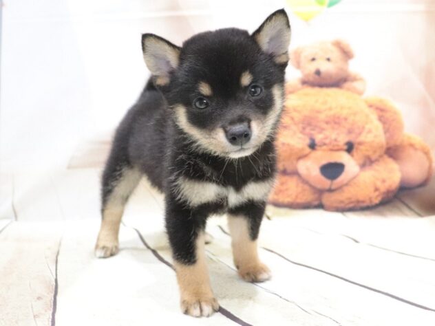 大阪府の豆柴 (アミーゴ鳳店/2026年4月27日生まれ/女の子/黒)の子犬の2枚目の画像