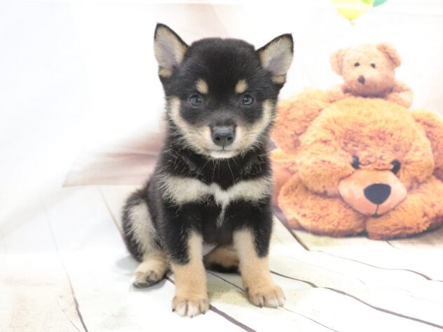 大阪府の豆柴 (アミーゴ鳳店/2026年4月27日生まれ/女の子/黒)の子犬の3枚目の画像