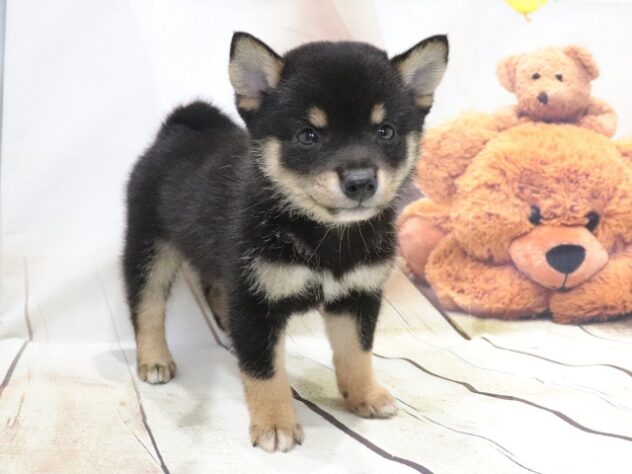 大阪府の豆柴 (アミーゴ鳳店/2026年4月27日生まれ/女の子/黒)の子犬の4枚目の画像