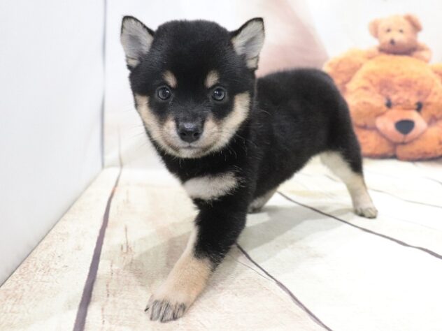 大阪府の豆柴 (アミーゴ鳳店/2026年4月24日生まれ/女の子/黒)の子犬の2枚目の画像