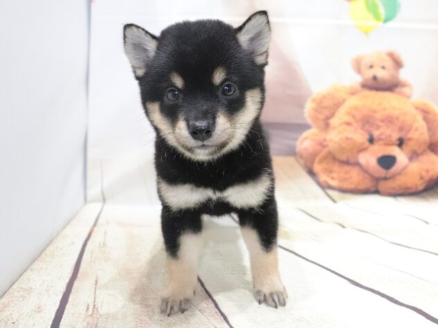 大阪府の豆柴 (アミーゴ鳳店/2026年4月24日生まれ/女の子/黒)の子犬の3枚目の画像