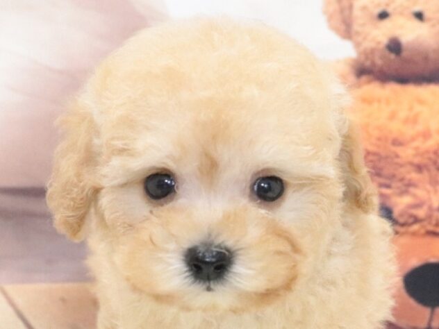 大阪府のトイプードル(トイ) (アミーゴ鳳店/2026年4月28日生まれ/男の子/クリーム)の子犬の2枚目の画像