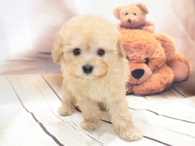 大阪府のトイプードル(トイ) (アミーゴ鳳店/2026年4月28日生まれ/男の子/クリーム)の子犬の3枚目の画像
