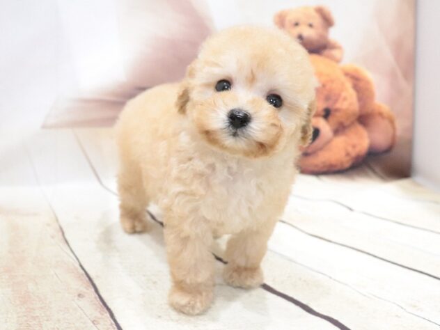 大阪府のトイプードル(トイ) (アミーゴ鳳店/2026年4月28日生まれ/男の子/クリーム)の子犬の4枚目の画像