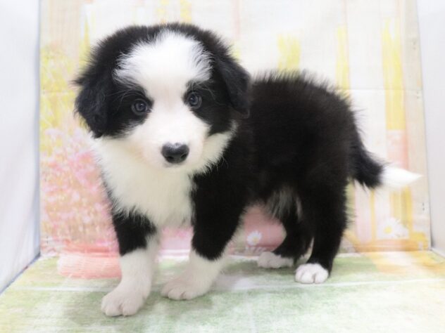 大阪府のボーダーコリー (アミーゴ鳳店/2026年4月6日生まれ/男の子/ブラックホワイトタン)の子犬の2枚目の画像