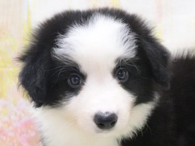 大阪府のボーダーコリー (アミーゴ鳳店/2026年4月6日生まれ/男の子/ブラックホワイトタン)の子犬の3枚目の画像