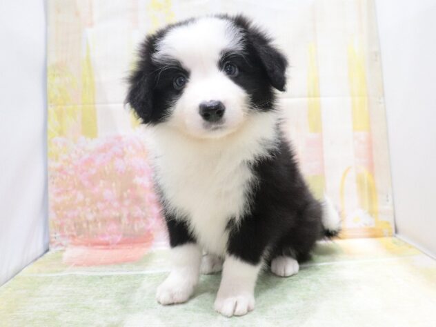大阪府のボーダーコリー (アミーゴ鳳店/2026年4月6日生まれ/男の子/ブラックホワイトタン)の子犬の4枚目の画像
